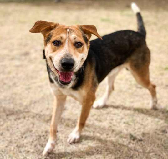 Photo of Toby