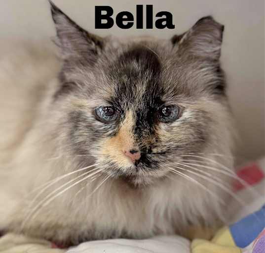 Photo of Bella 250117