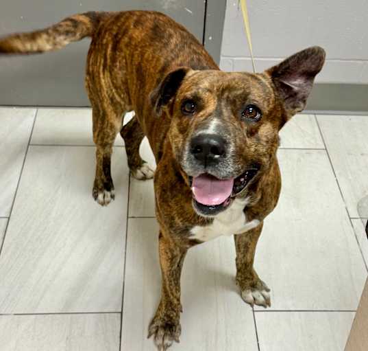 Photo of Brutus