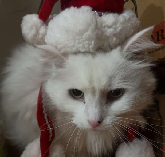 Photo of Cottonball