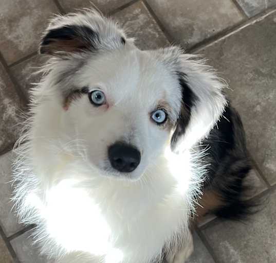 Photo of Seamus