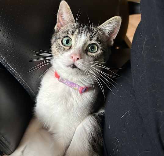 Photo of Lizzy
