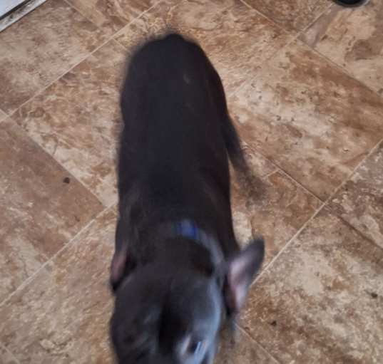 Photo of Remus / Remy