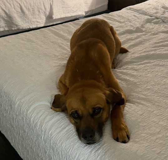 Photo of Stella