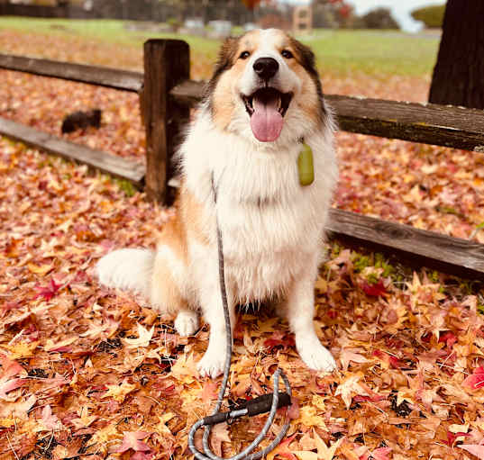 Photo of Charlie