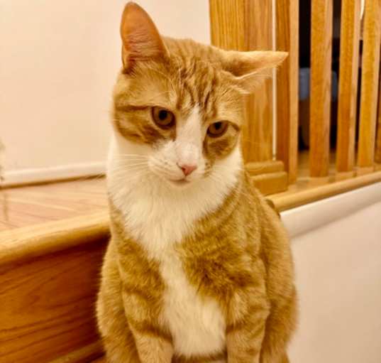 Photo of Simba