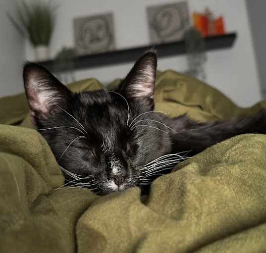 Photo of Zoro