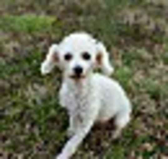Photo of Honey