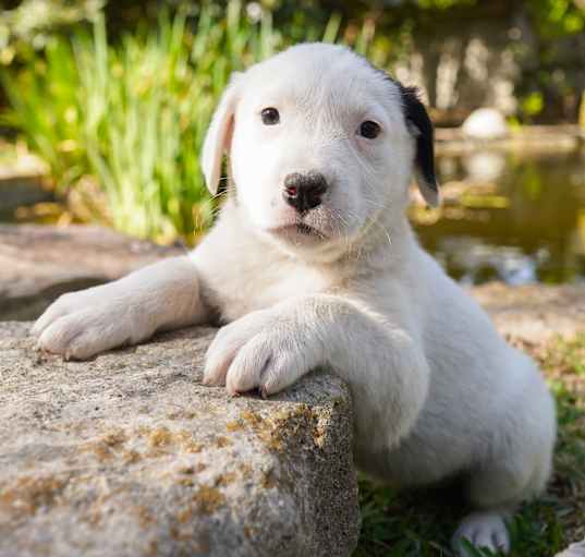Photo of Charm