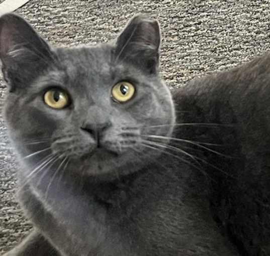 Photo of Mindy (bonded with Miles)
