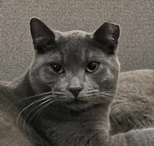 Photo of Miles (bonded with Mindy)