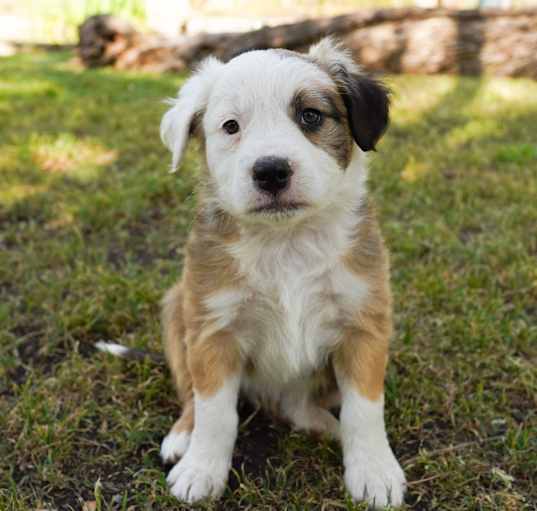Photo of Bailey