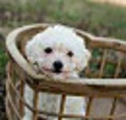 Photo of Hope