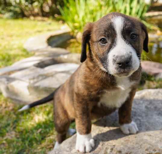 Photo of Paddy