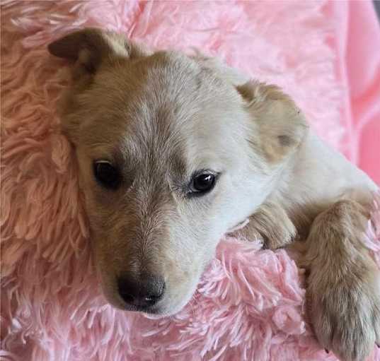 Photo of Rose