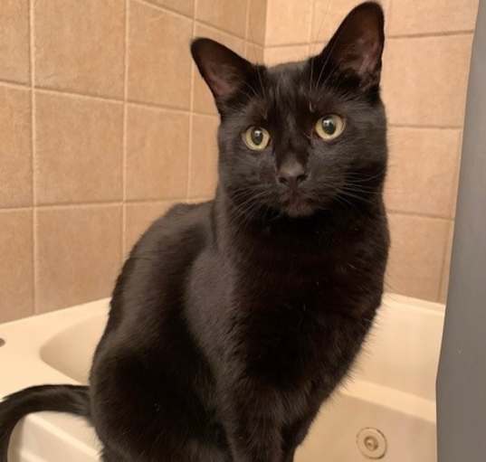 Photo of Kitten