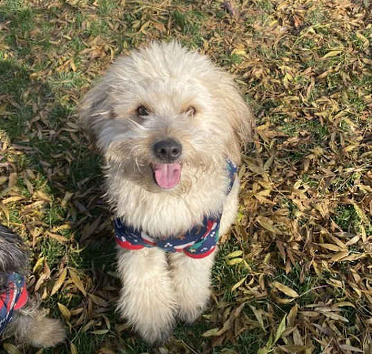Photo of Coco and Guffy