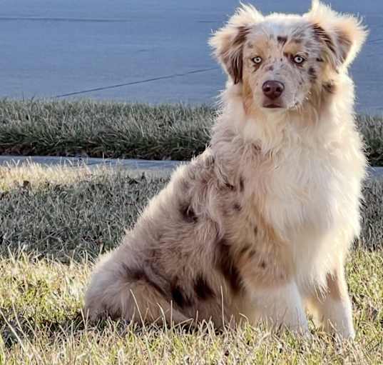 Photo of Ollie