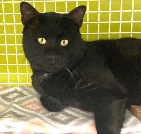 Photo of Panther