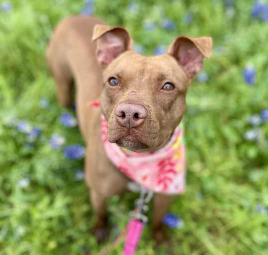 Photo of Chili