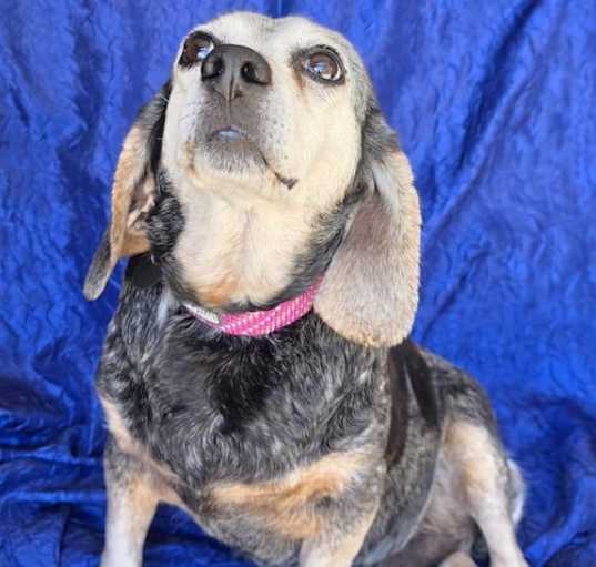 Photo of Vivian the Beagle