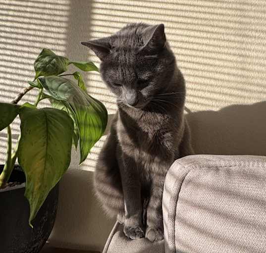 Photo of Rajah