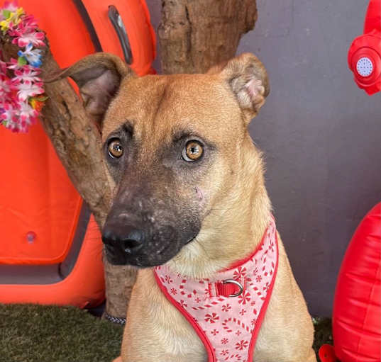 Photo of Roxie