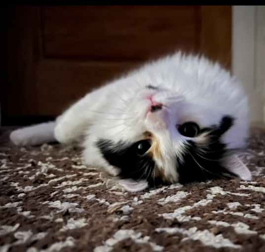 Photo of Daisy