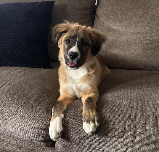 Photo of Nova