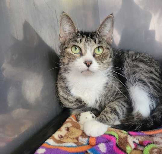 Photo of Koopa at Montrose Petsmart!