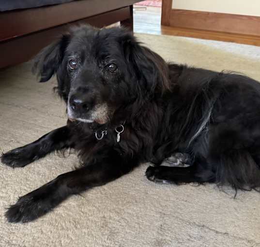 Photo of Piper