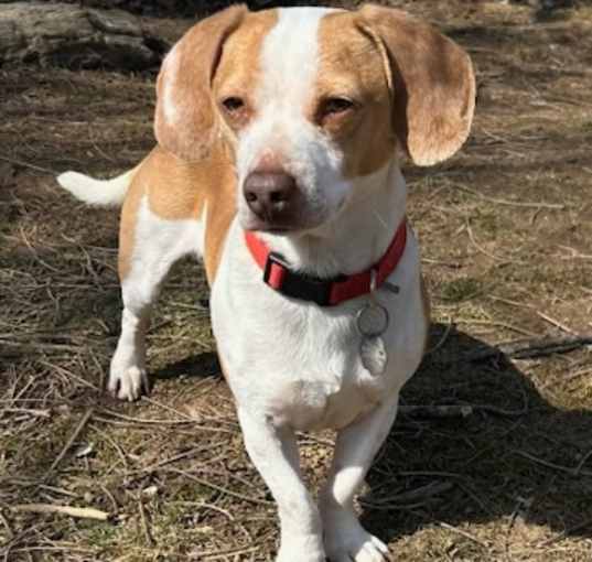 Photo of Arlo
