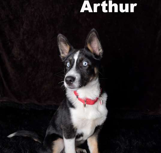 Photo of Arthur