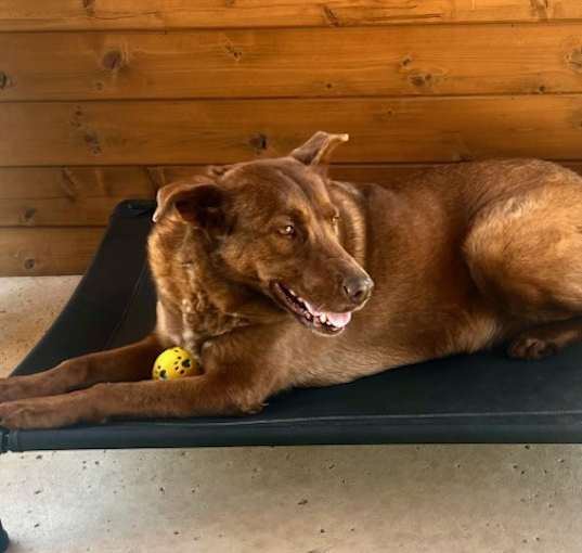 Photo of Ginger