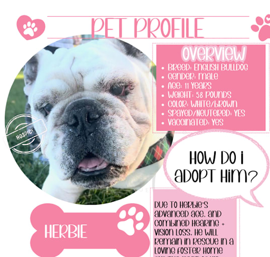 Photo of Herbie-Not accepting applications