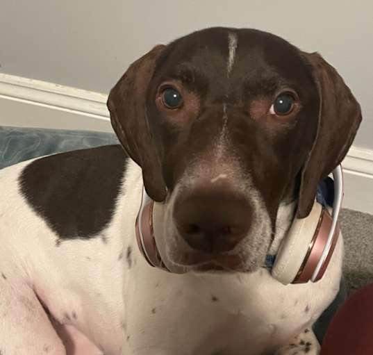 Photo of Boogie
