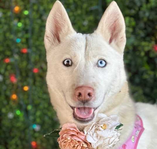 Photo of Snow White