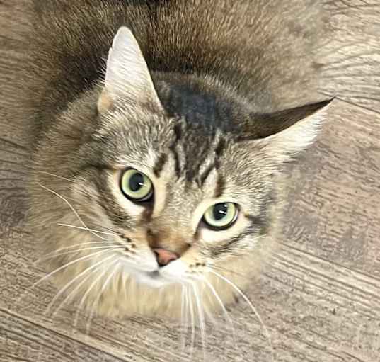 Photo of Honey