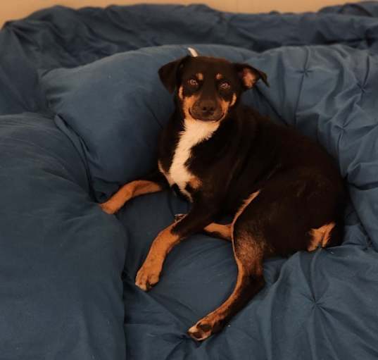 Photo of Luna