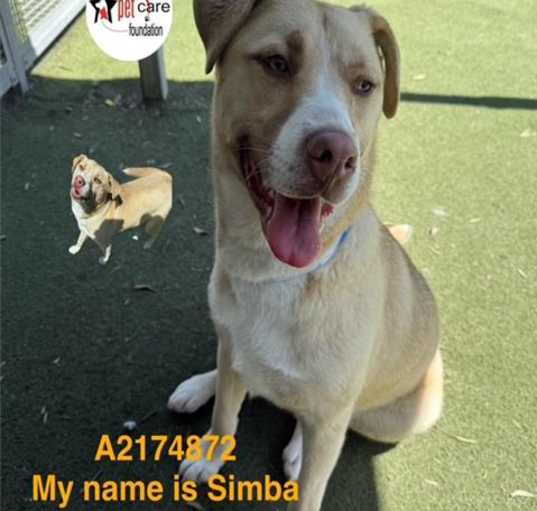 Photo of SUNNY SIMBA