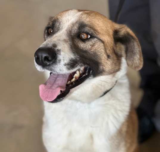 Photo of Dot