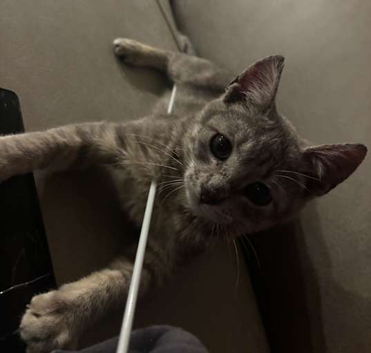 Photo of Nala
