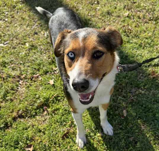 Photo of Lassie