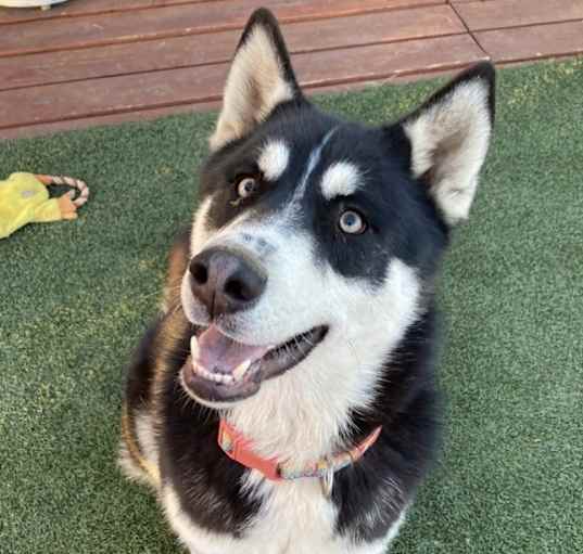 Photo of Lulu