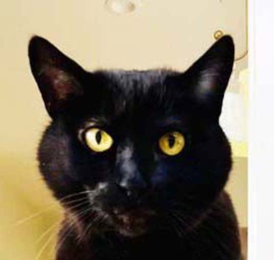 Photo of Inky