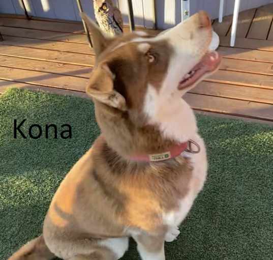 Photo of Kona