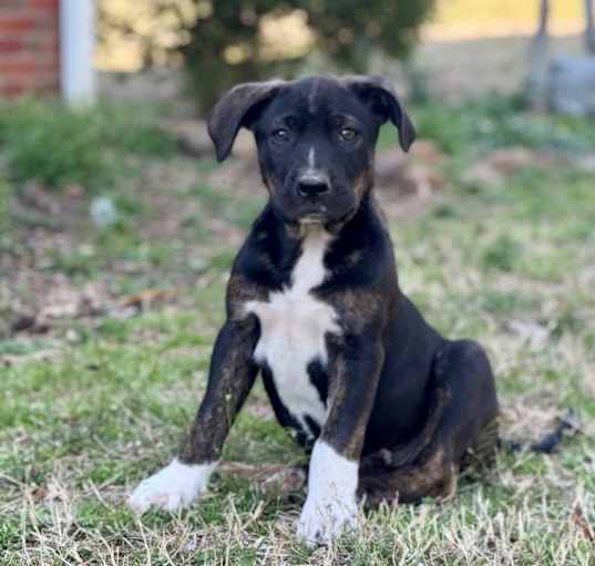 Photo of Ryder