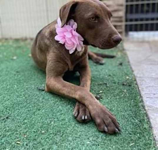 Photo of Canela