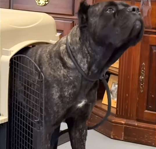 Photo of Baloo