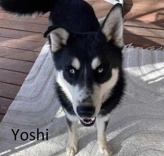 Photo of Yoshi